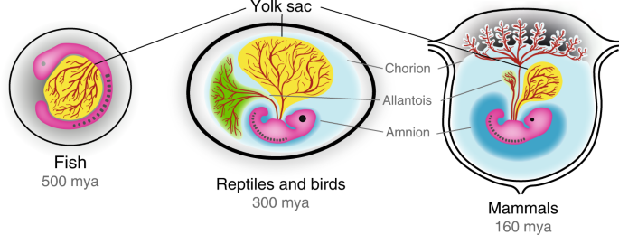 Origin and function of the yolk sac in primate embryogenesis | Nature  Communications