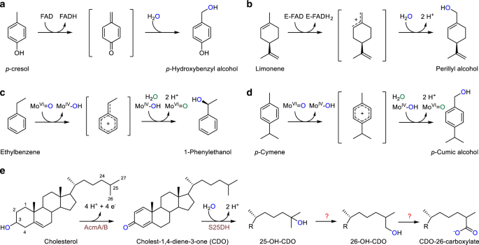 ATP-dependent hydroxylation of an unactivated primary carbon with water |  Nature Communications