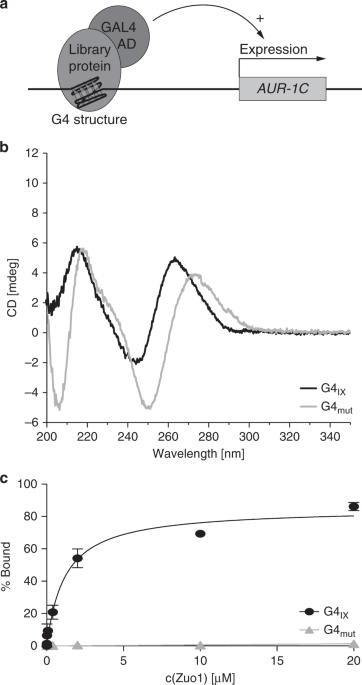 Zuo1 Supports G4 Structure Formation And Directs Repair Toward Nucleotide Excision Repair Nature Communications