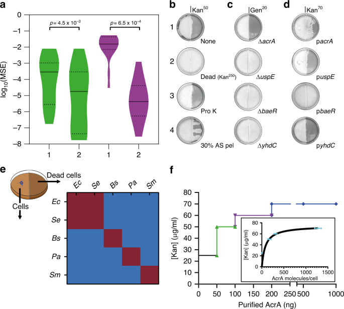 Dead Cells Release A Necrosignal That Activates Antibiotic Survival Pathways In Bacterial Swarms Nature Communications