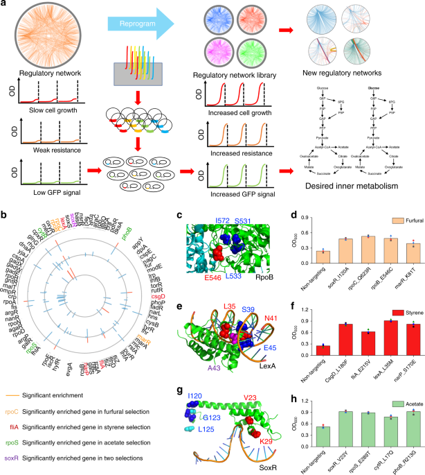 Engineering Regulatory Networks For Complex Phenotypes In E Coli Nature Communications