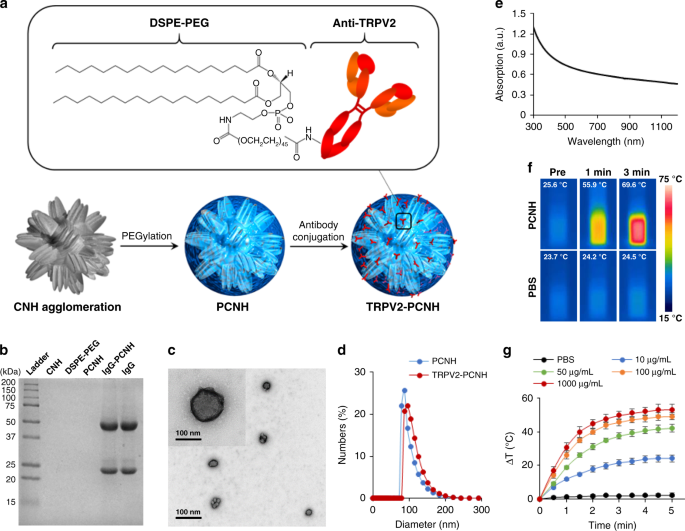 Photothermogenetic Inhibition Of Cancer Stemness By Near Infrared Light Activatable Nanocomplexes Nature Communications