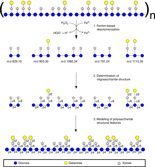 A Nonenzymatic Method For Cleaving Polysaccharides To Yield  Oligosaccharides For Structural Analysis | Nature Communications A Nonenzymatic Method For Cleaving Polysaccharides To Yield  Oligosaccharides For Structural Analysis | Nature Communications