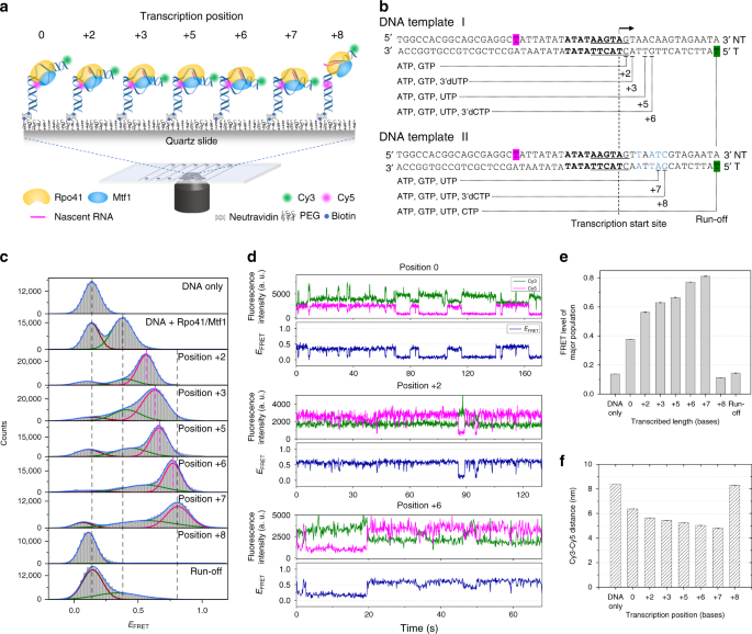 The Dynamic Landscape Of Transcription Initiation In Yeast Mitochondria Nature Communications