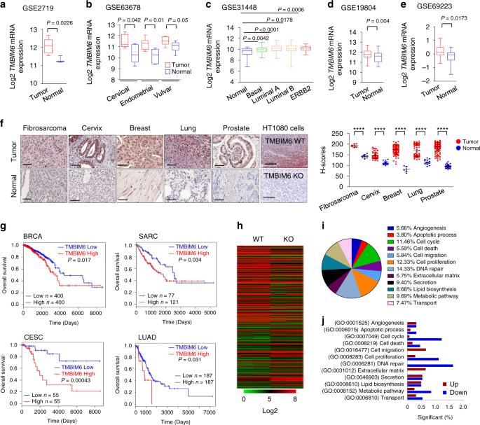 Tmbim6 Bi 1 Contributes To Cancer Progression Through Assembly With Mtorc2 And Akt Activation Nature Communications