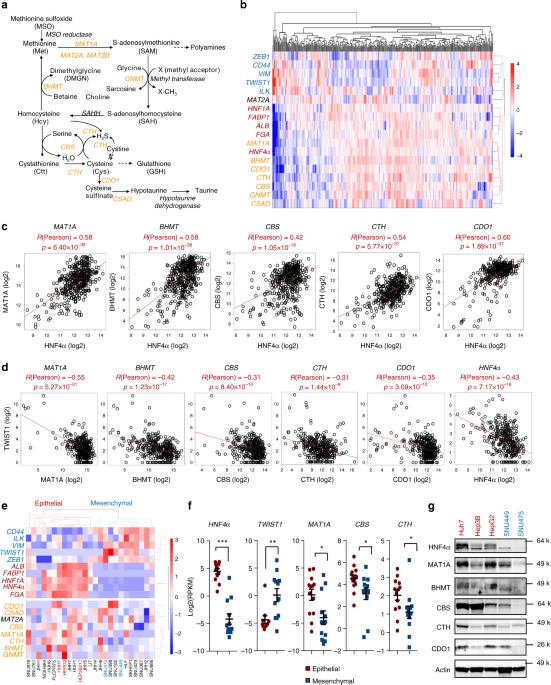 HNF4 regulates sulfur amino acid metabolism and confers sensitivity to  methionine restriction in liver cancer | Nature Communications