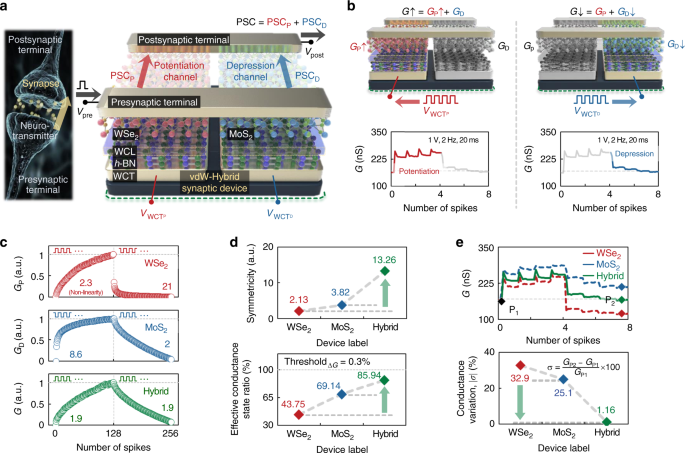 Recent progress in three-terminal artificial synapses based on 2D