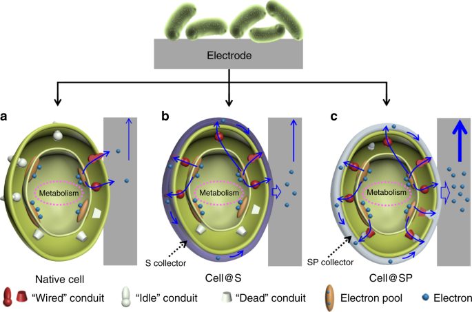 Single Cell Electron Collectors For Highly Efficient Wiring Up Electronic Abiotic Biotic Interfaces Nature Communications