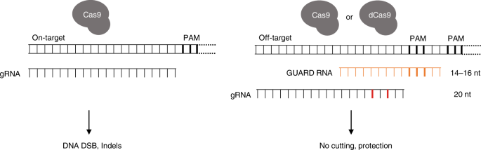 Crispr Guard Protects Off Target Sites From Cas9 Nuclease Activity Using Short Guide Rnas Nature Communications
