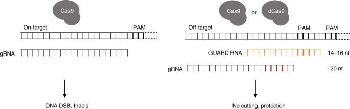 Crispr Guard Protects Off Target Sites From Cas9 Nuclease Activity Using Short Guide Rnas Nature Communications Crispr Guard Protects Off Target Sites From Cas9 Nuclease Activity Using Short Guide Rnas Nature Communications