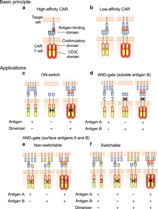 Engineering avidcars for combinatorial antigen recognition and reversible control of car function