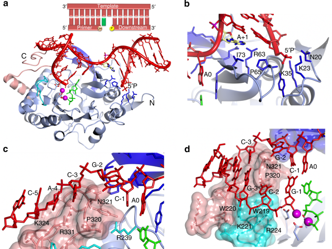 Molecular Basis For Dna Repair Synthesis On Short Gaps By Mycobacterial Primase Polymerase C Nature Communications