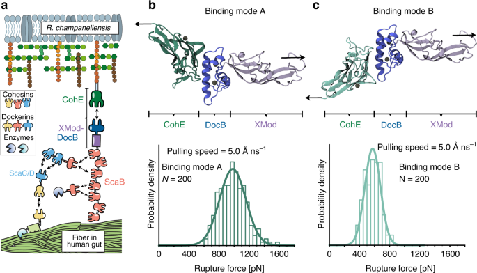 High Force Catch Bond Mechanism Of Bacterial Adhesion In The Human Gut Nature Communications