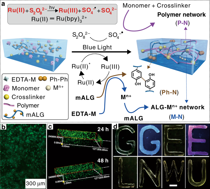 Visible Light Assisted Multimechanism Design For One Step Engineering Tough Hydrogels In Seconds Nature Communications Visible Light Assisted Multimechanism Design For One Step Engineering Tough Hydrogels In Seconds Nature Communications