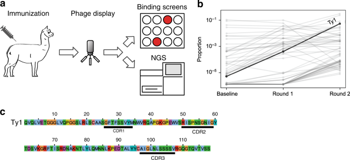 An Alpaca Nanobody Neutralizes Sars Cov 2 By Blocking Receptor Interaction Nature Communications