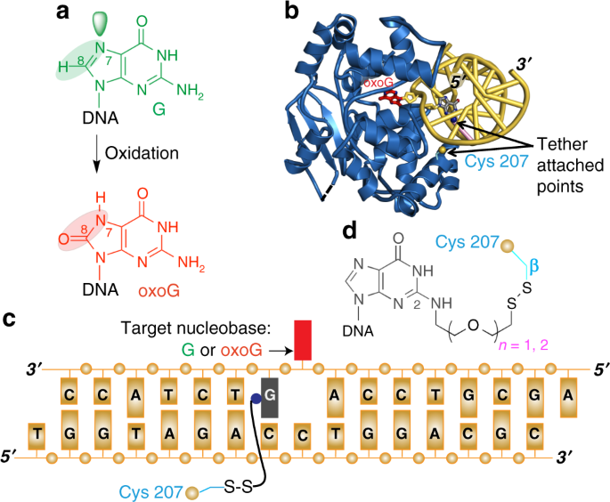 The trajectory of intrahelical lesion recognition and extrusion by the  human 8-oxoguanine DNA glycosylase | Nature Communications