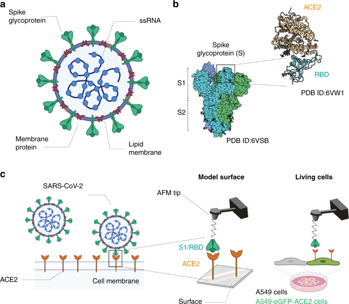 Molecular Interaction And Inhibition Of Sars Cov 2 Binding To The Ace2 Receptor Nature Communications