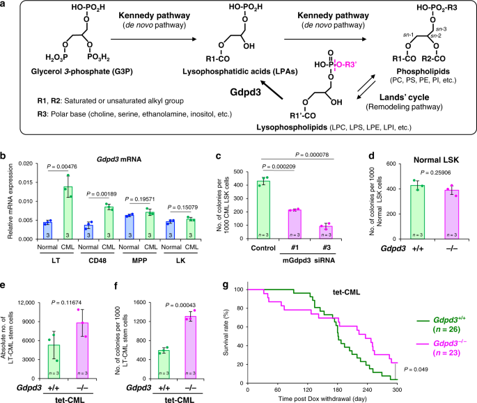 The lysophospholipase D Gdpd3 is required maintain chronic myelogenous leukaemia stem cells Nature Communications