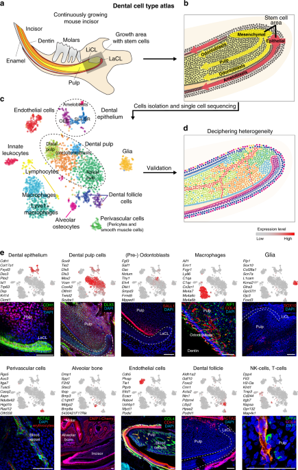 Comparison of mouse models reveals a molecular distinction between