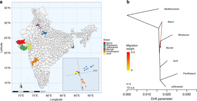 Whole genome analysis of water buffalo and global cattle breeds highlights  convergent signatures of domestication | Nature Communications