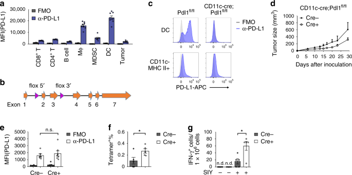 Pd L1 On Dendritic Cells Attenuates T Cell Activation And Regulates Response To Immune Checkpoint Blockade Nature Communications