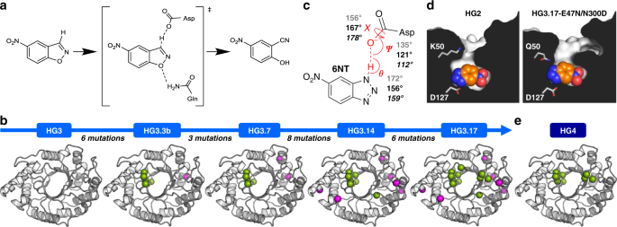 Ensemble-based enzyme design can recapitulate the effects of