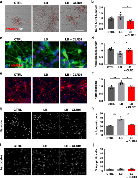 Clr01 Protects Dopaminergic Neurons In Vitro And In Mouse Models Of Parkinson S Disease Nature Communications