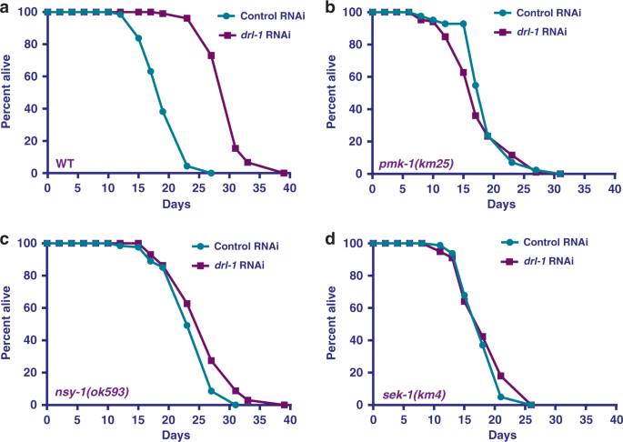 Polyunsaturated fatty acids and p38-MAPK link metabolic reprogramming to cytoprotective gene expression during dietary restriction