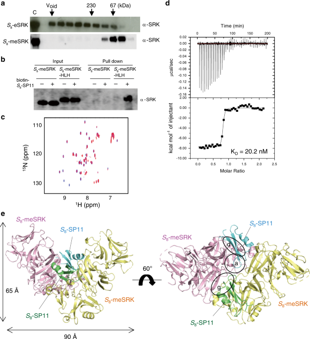 brassière de running