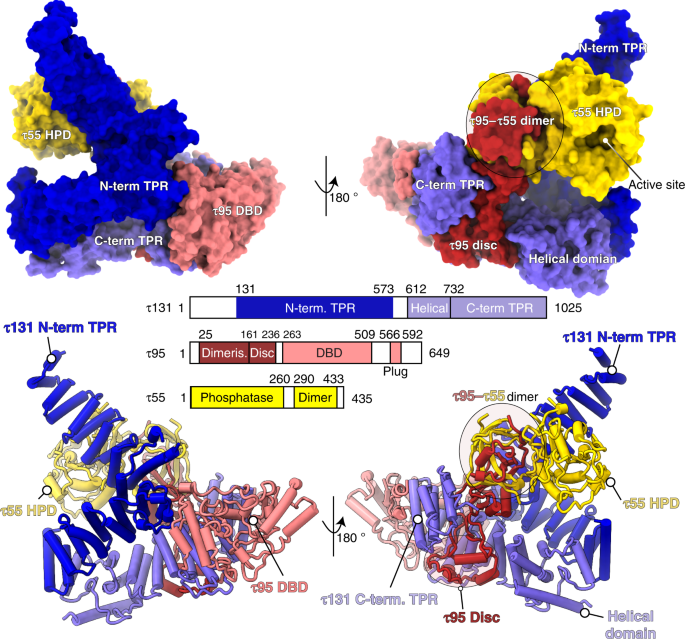 Structure Of The Tfiiic Subcomplex Ta Provides Insights Into Rna Polymerase Iii Pre Initiation Complex Formation Nature Communications