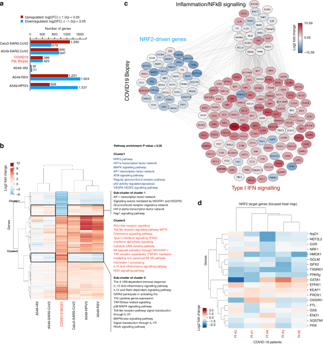 Sars Cov2 Mediated Suppression Of Nrf2 Signaling Reveals Potent Antiviral And Anti Inflammatory Activity Of 4 Octyl Itaconate And Dimethyl Fumarate Nature Communications