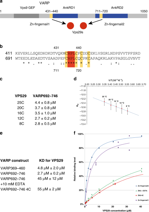Mechanism And Evolution Of The Zn Fingernail Required For Interaction Of Varp With Vps29 Nature Communications