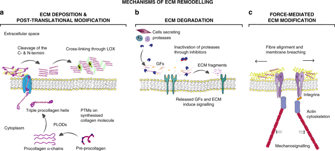 epithelial cells exhibit modifications that adapt them for