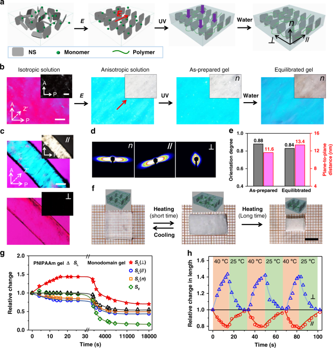 Light Steered Locomotion Of Muscle Like Hydrogel By Self Coordinated Shape Change And Friction Modulation Nature Communications