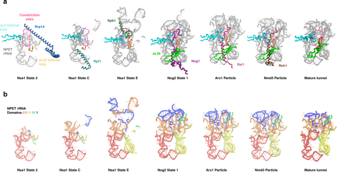 Structural Insights Into Assembly Of The Ribosomal Nascent Polypeptide Exit Tunnel Nature Communications