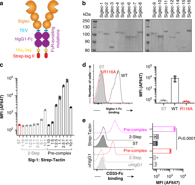 A Versatile Soluble Siglec Scaffold For Sensitive And Quantitative Detection Of Glycan Ligands Nature Communications