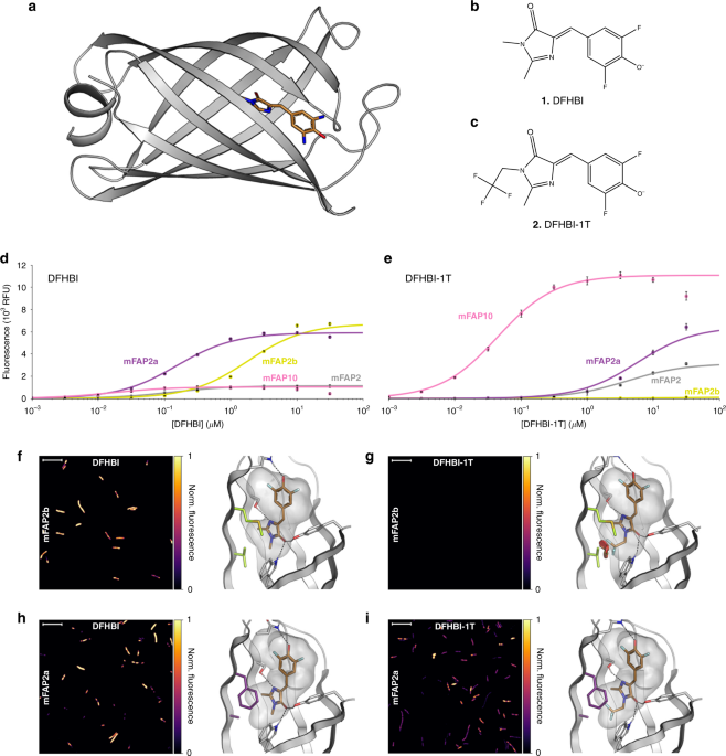 Incorporation of sensing modalities into de novo designed  fluorescence-activating proteins