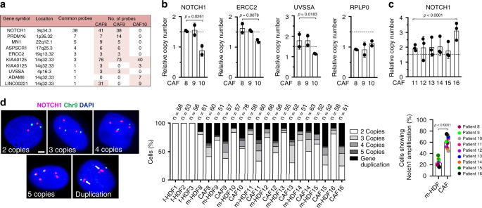 Notch1 Gene Amplification Promotes Expansion Of Cancer Associated Fibroblast Populations In Human Skin Nature Communications