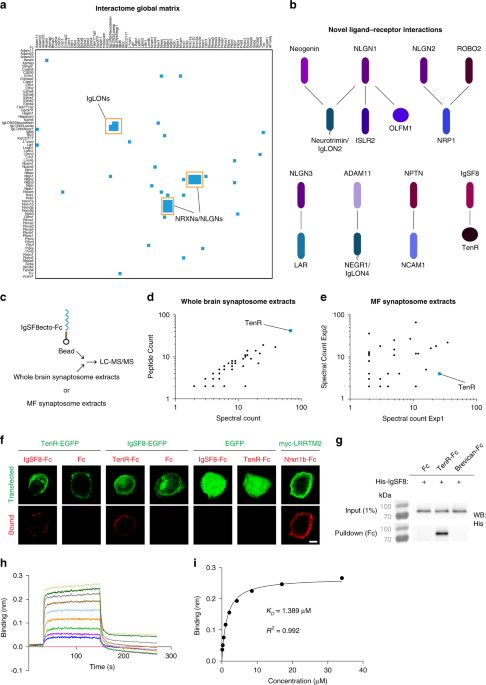 Synapse type-specific proteomic dissection identifies IgSF8 as a