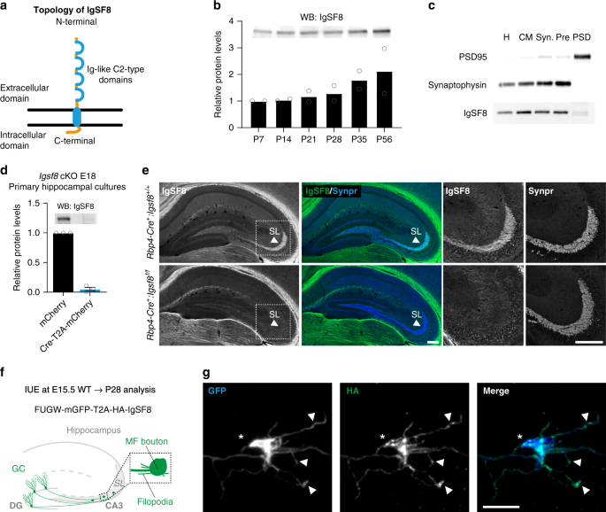 Synapse type-specific proteomic dissection identifies IgSF8 as a