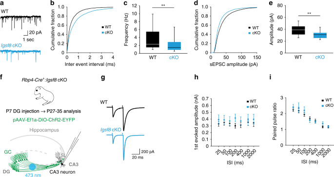 Synapse type-specific proteomic dissection identifies IgSF8 as a