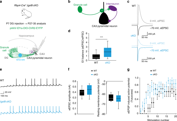 Synapse type-specific proteomic dissection identifies IgSF8 as a