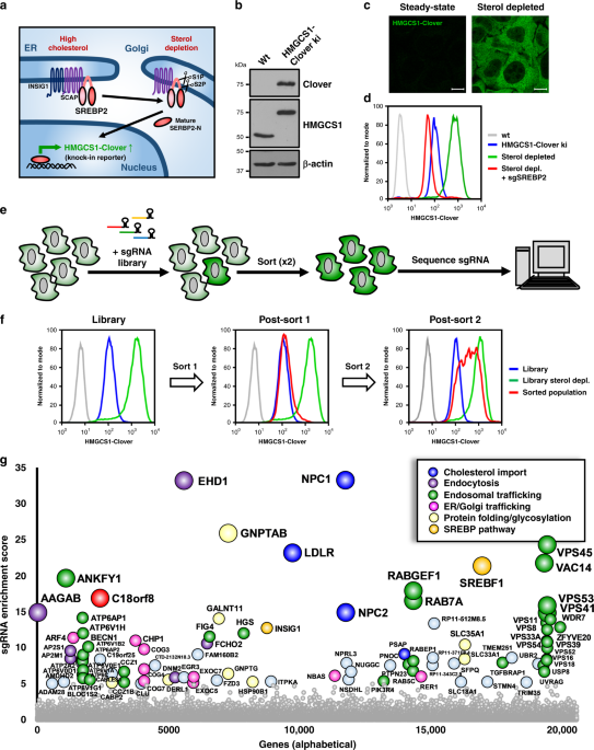 A Trimeric Rab7 Gef Controls Npc1 Dependent Lysosomal Cholesterol Export Nature Communications A Trimeric Rab7 Gef Controls Npc1 Dependent Lysosomal Cholesterol Export Nature Communications
