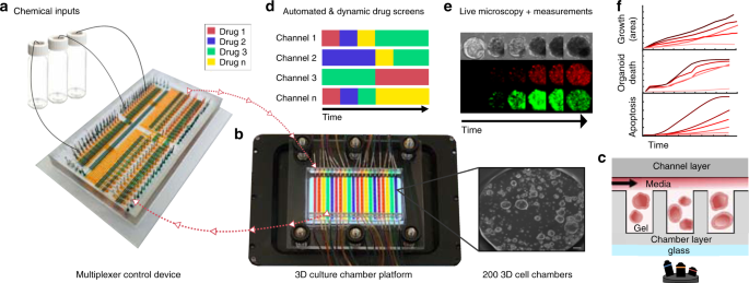 Automated Microfluidic Platform For Dynamic And Combinatorial Drug Screening Of Tumor Organoids Nature Communications