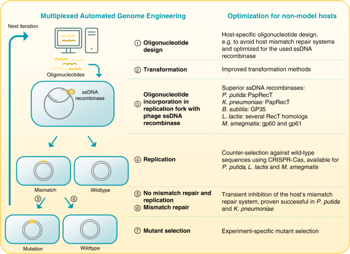 Laboratory maintenance of the bacterial endosymbiont, Neorickettsia sp.,  through the life cycle of a digenean, Plagiorchis elegans - ScienceDirect