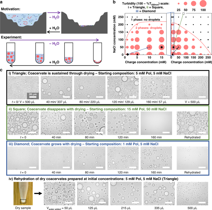 Impact of wet-dry cycling on the phase behavior and compartmentalization properties of complex coacervates