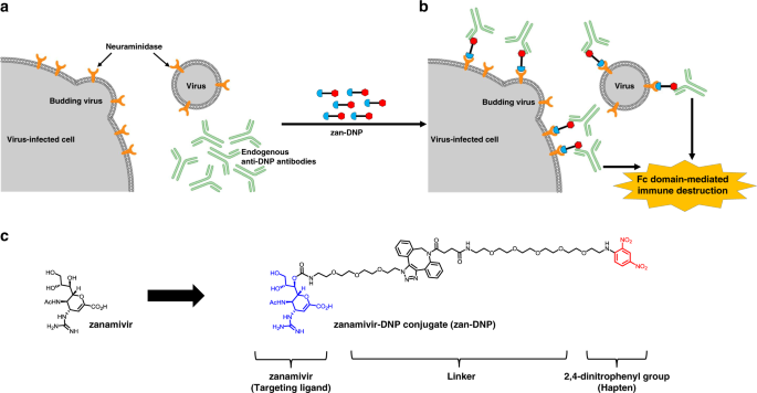 A Universal Dual Mechanism Immunotherapy For The Treatment Of Influenza Virus Infections Nature Communications