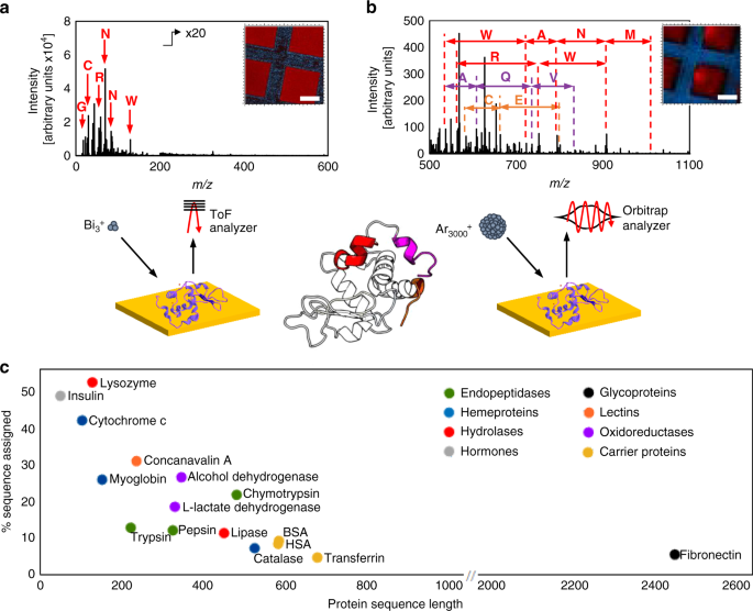 Protein Identification By 3d Orbisims To Facilitate In Situ Imaging And Depth Profiling Nature Communications