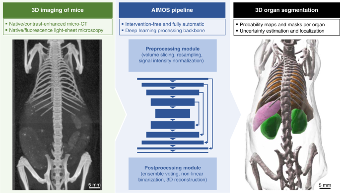 Deep learning-enabled multi-organ segmentation in whole-body mouse scans |  Nature Communications