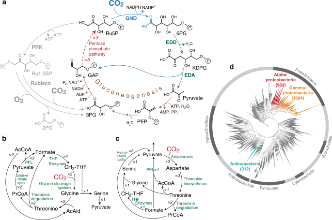 carbon fixation diagram